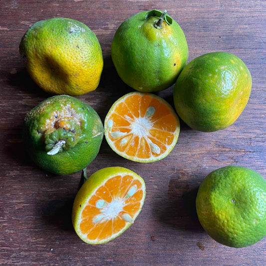 Bauko Citrus