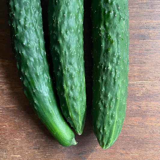 Japanese Cucumber