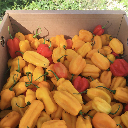 Habañero Peppers - Good Food Community