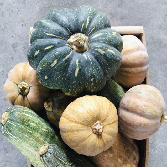 Squash - Good Food Community